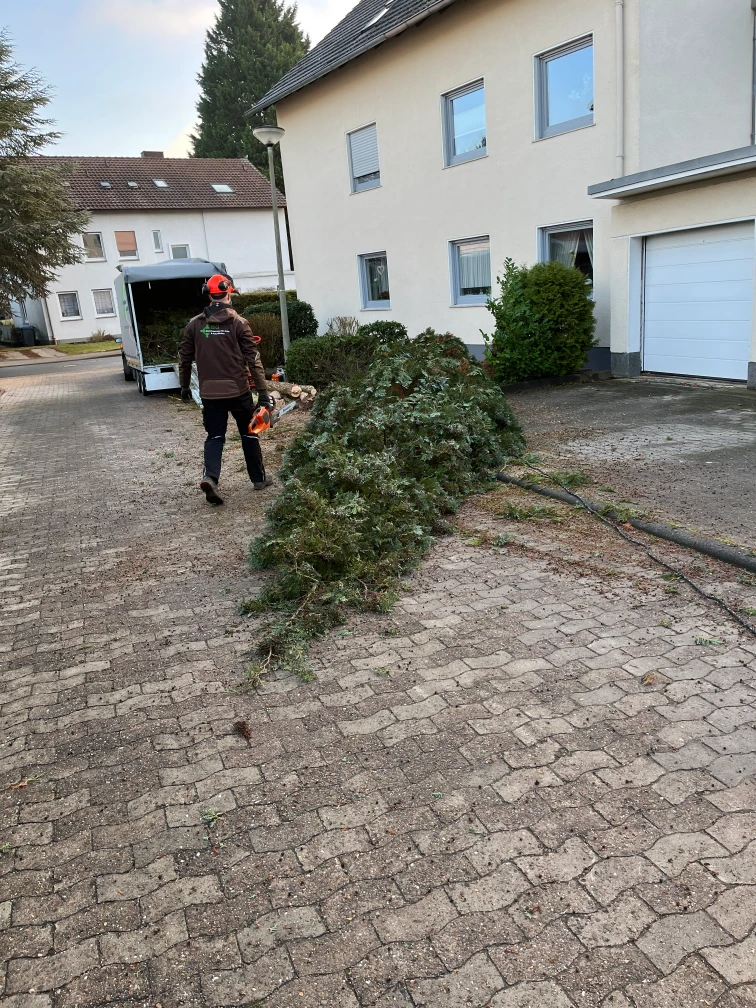 Baumfällung-und-Kronenpflege-durch-BG-Dienstleistungen